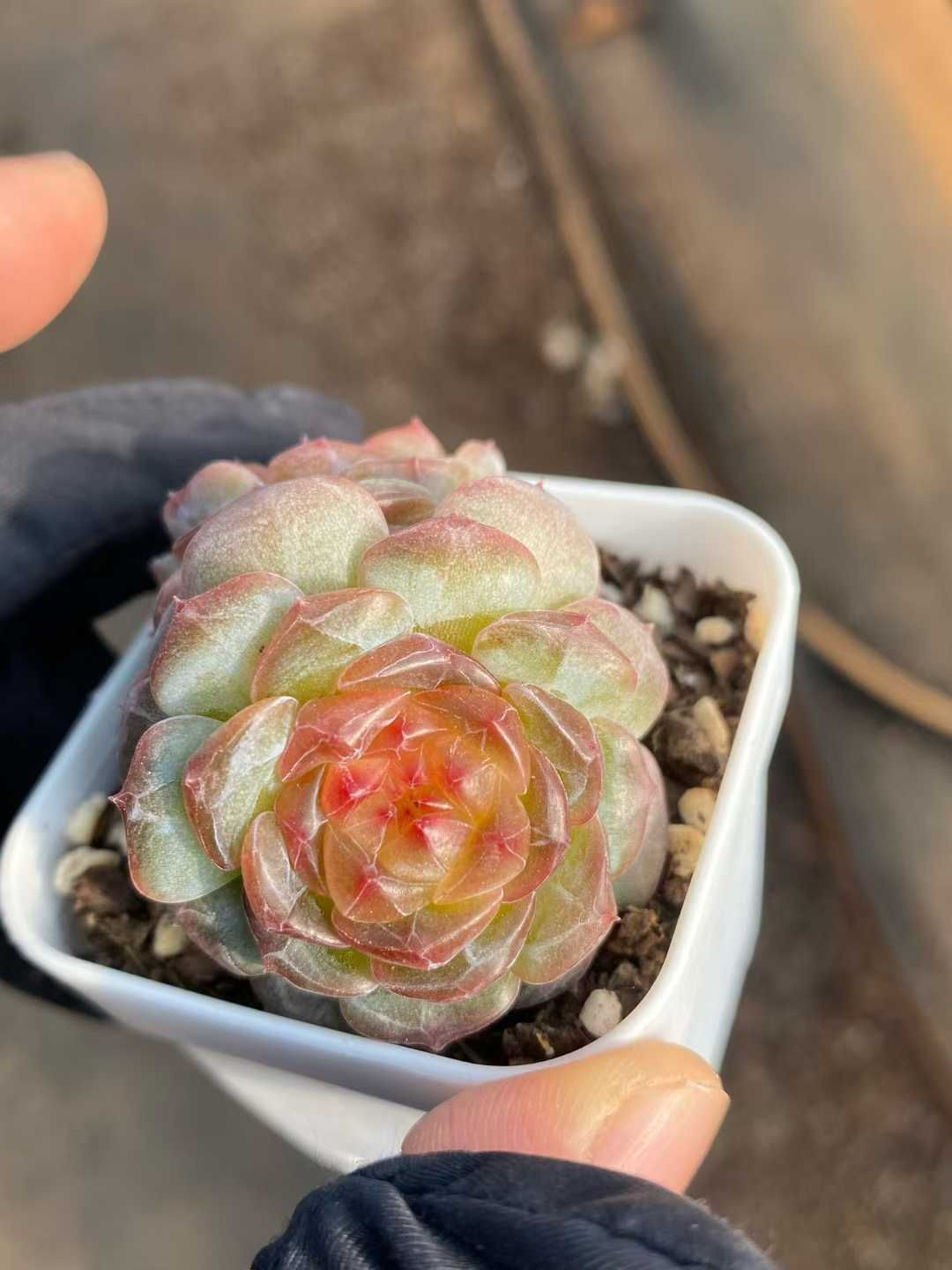 24株の抜き苗セット】レッドハート2頭 多肉植物 佐川急便発送