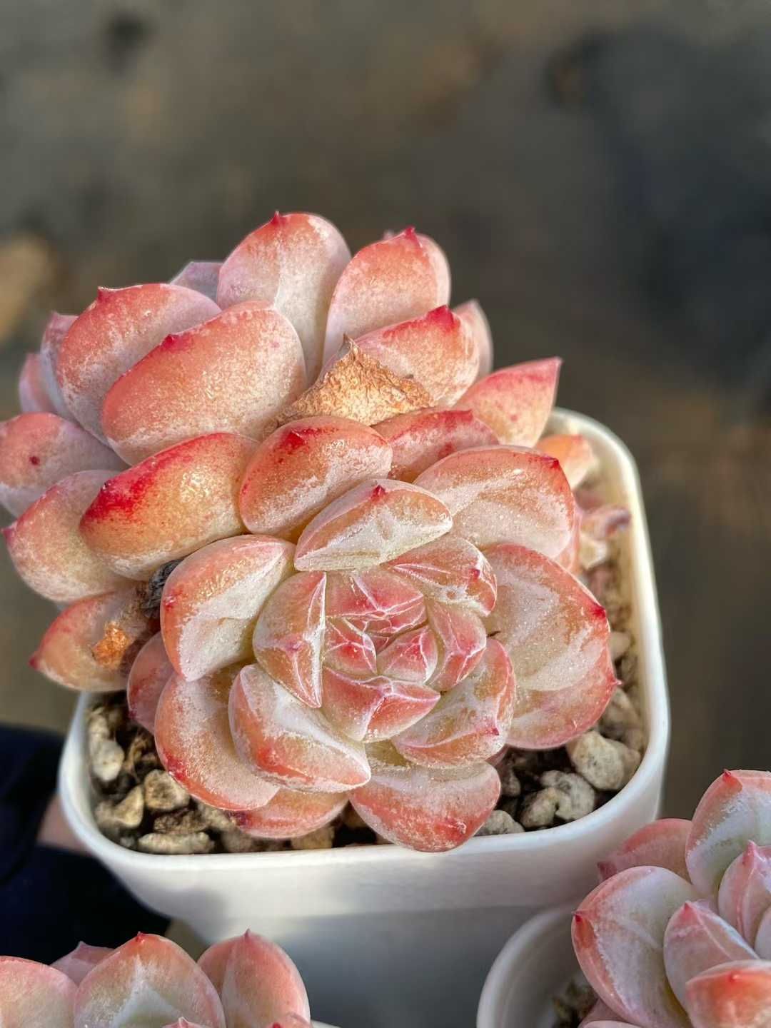 24株の抜き苗セット】ピンクアイス2頭 多肉植物 佐川急便発送