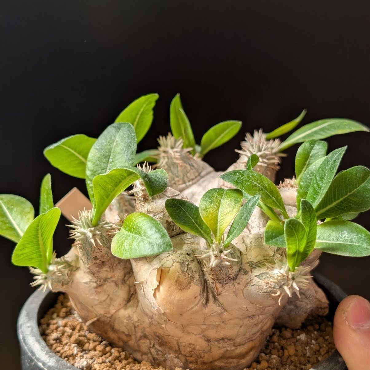 パキポディウム ブレビカウレ 恵比寿笑い【 大株 】鉢のまま発送 C