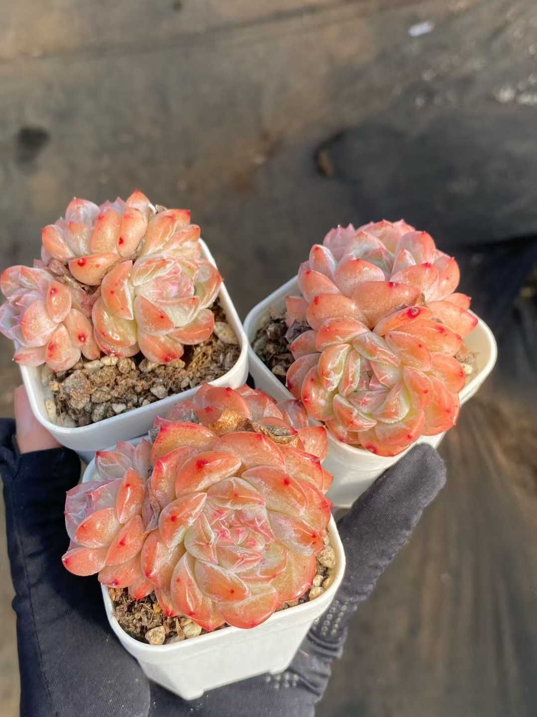 24株の抜き苗セット】ピンクアイス群生 多肉植物 佐川急便発送