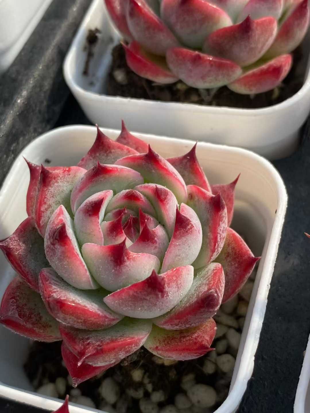 24株の抜き苗セット】ダイヤモンドコロラータ 多肉植物 佐川急便発送