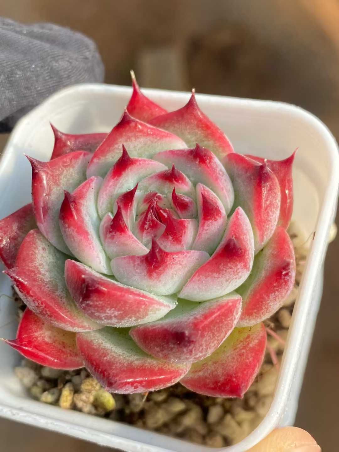 多肉植物　抜き苗37個 多肉植物 Zebra 抜き苗発送 - メルカリ