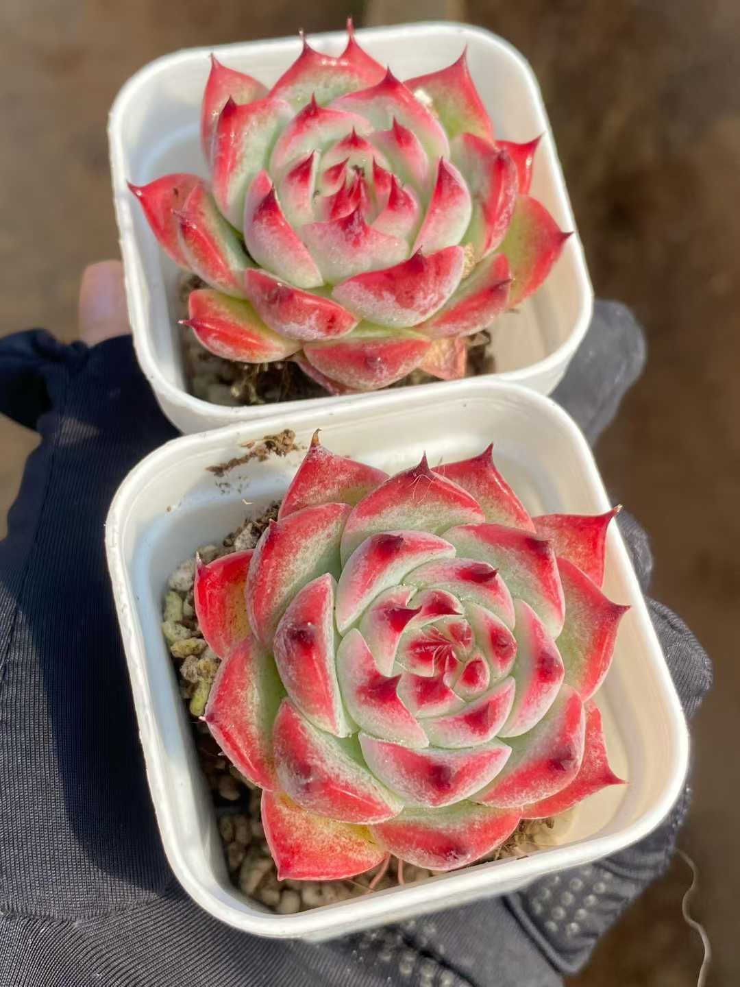 24株の抜き苗セット】ダイヤモンドコロラータ 多肉植物 佐川急便発送