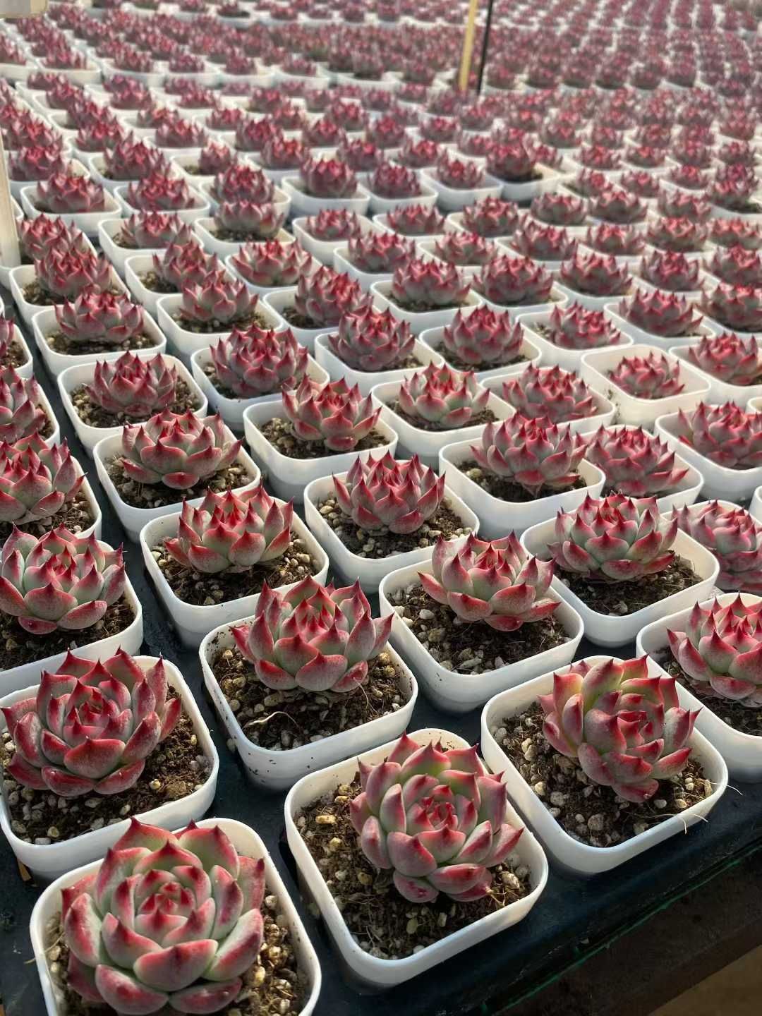 76即購入OK セット 100苗 韓国苗 雑交新種 多肉植物 エケベリア 多肉植物 エケベリア 21苗セット プラグ苗 寄せ植え - メルカリ