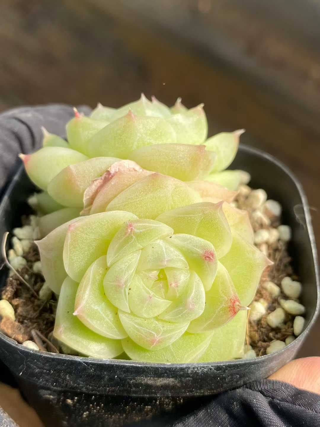 アーオーァライ　多肉植物　エケベリア　抜き苗　二頭1苗 アーオーァライ 多肉植物 エケベリア 抜き苗 二頭1苗 アーオーァライ