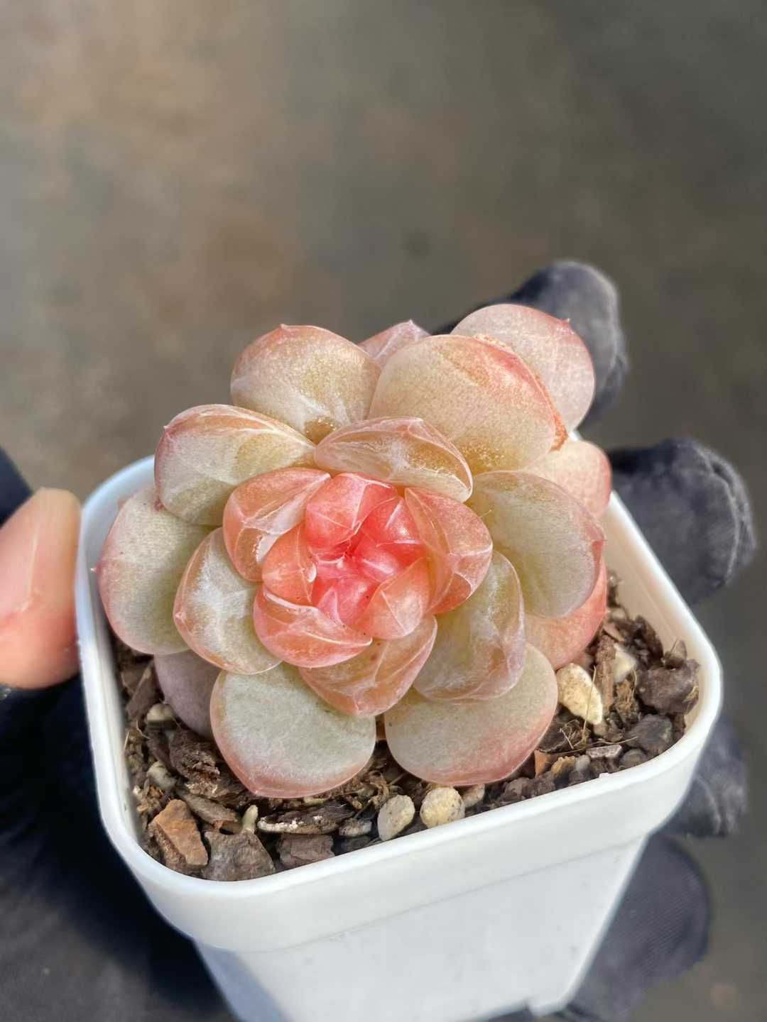 Coco的東西 李玟 Coco Lee ココ・リー 卸売 未開封 Malaysia盤4