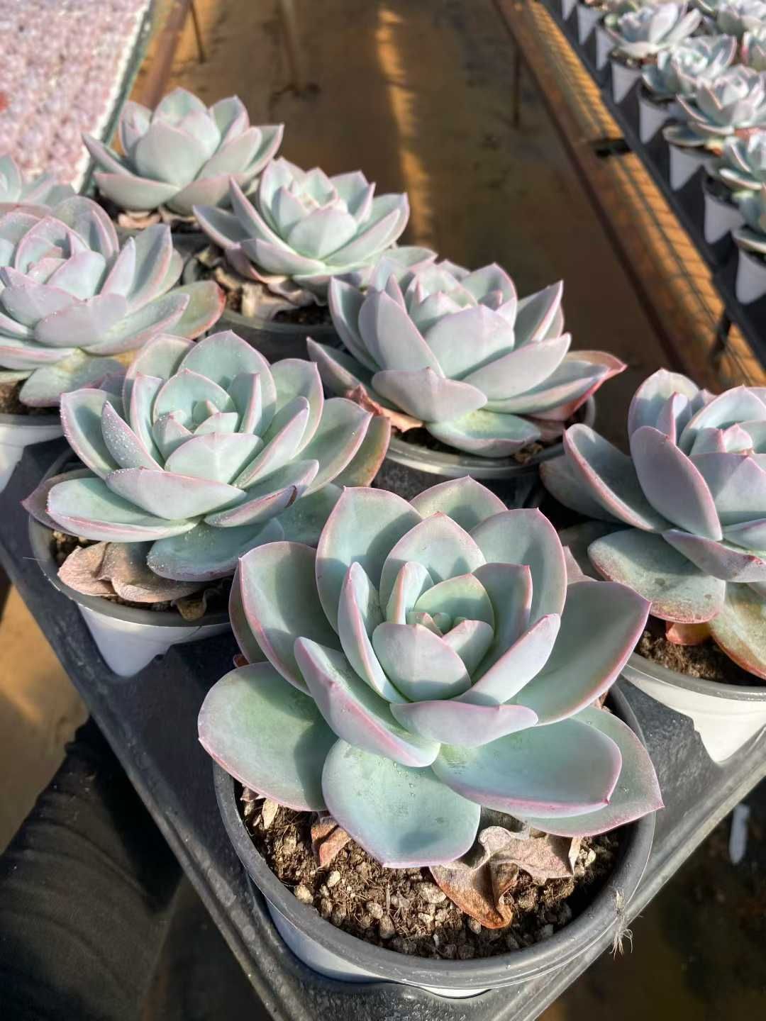 12株の抜き苗セット】ブリンクス・ブルー単頭 多肉植物 佐川急便発送