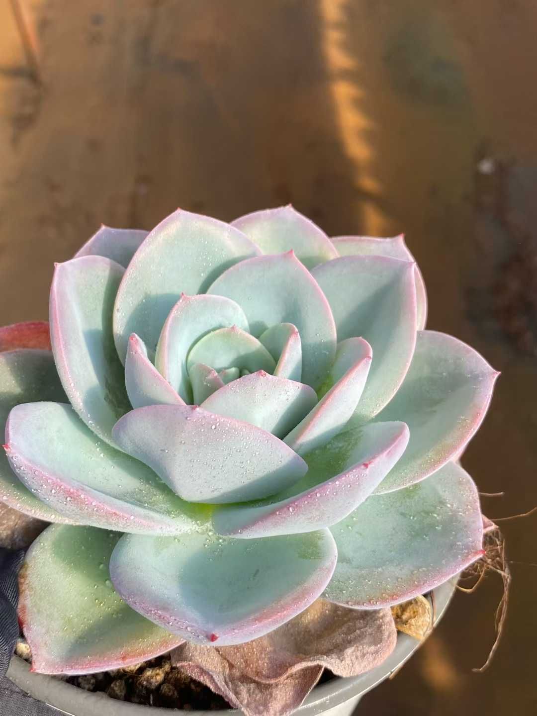 12株の抜き苗セット】ブリンクス・ブルー単頭 多肉植物 佐川急便発送