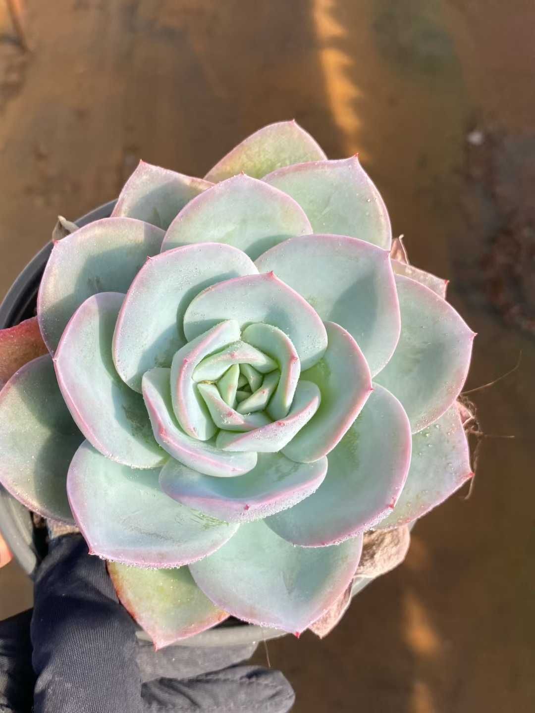 12株の抜き苗セット】ブリンクス・ブルー単頭 多肉植物 佐川急便発送