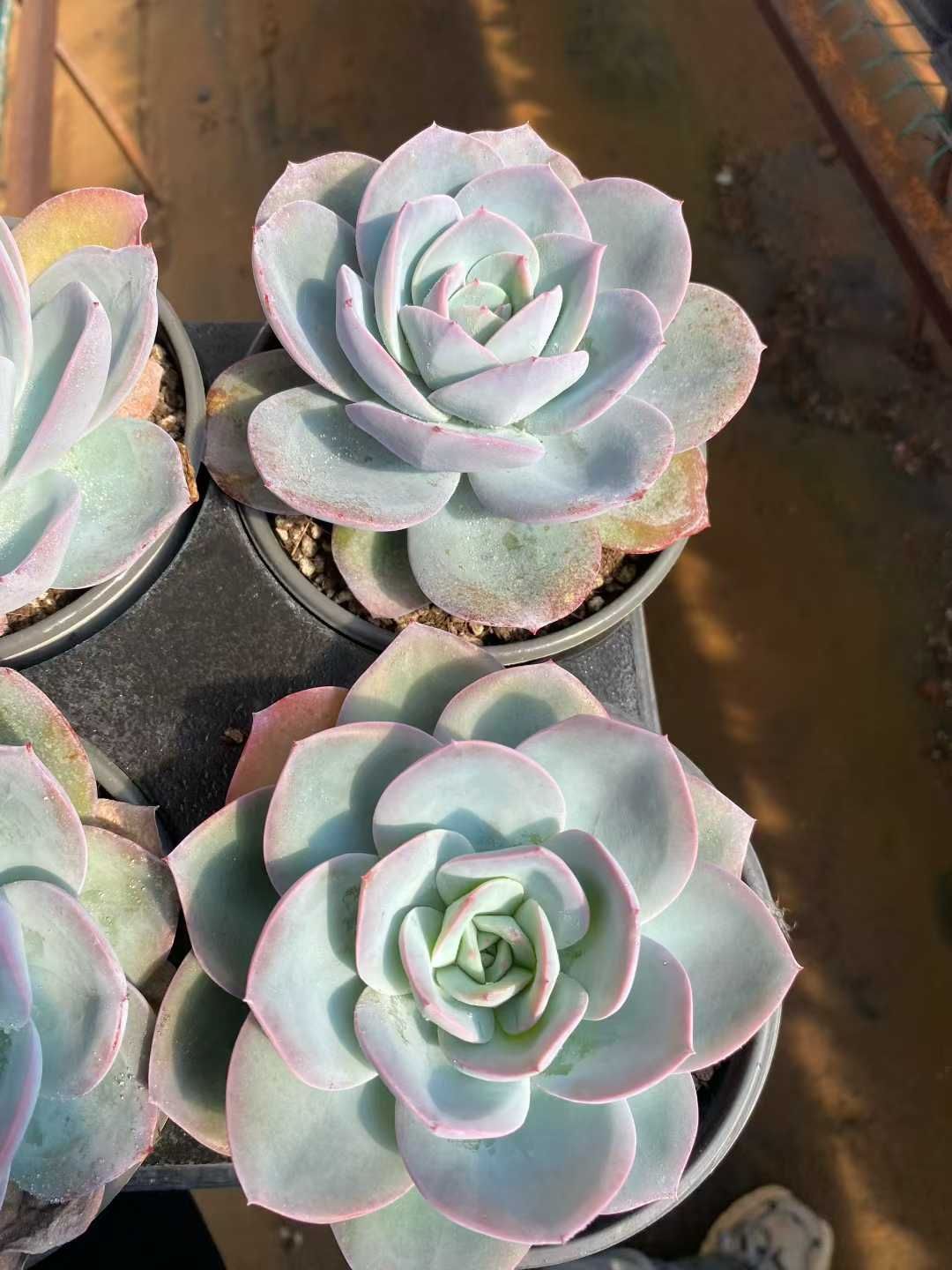 12株の抜き苗セット】ブリンクス・ブルー単頭 多肉植物 佐川急便発送