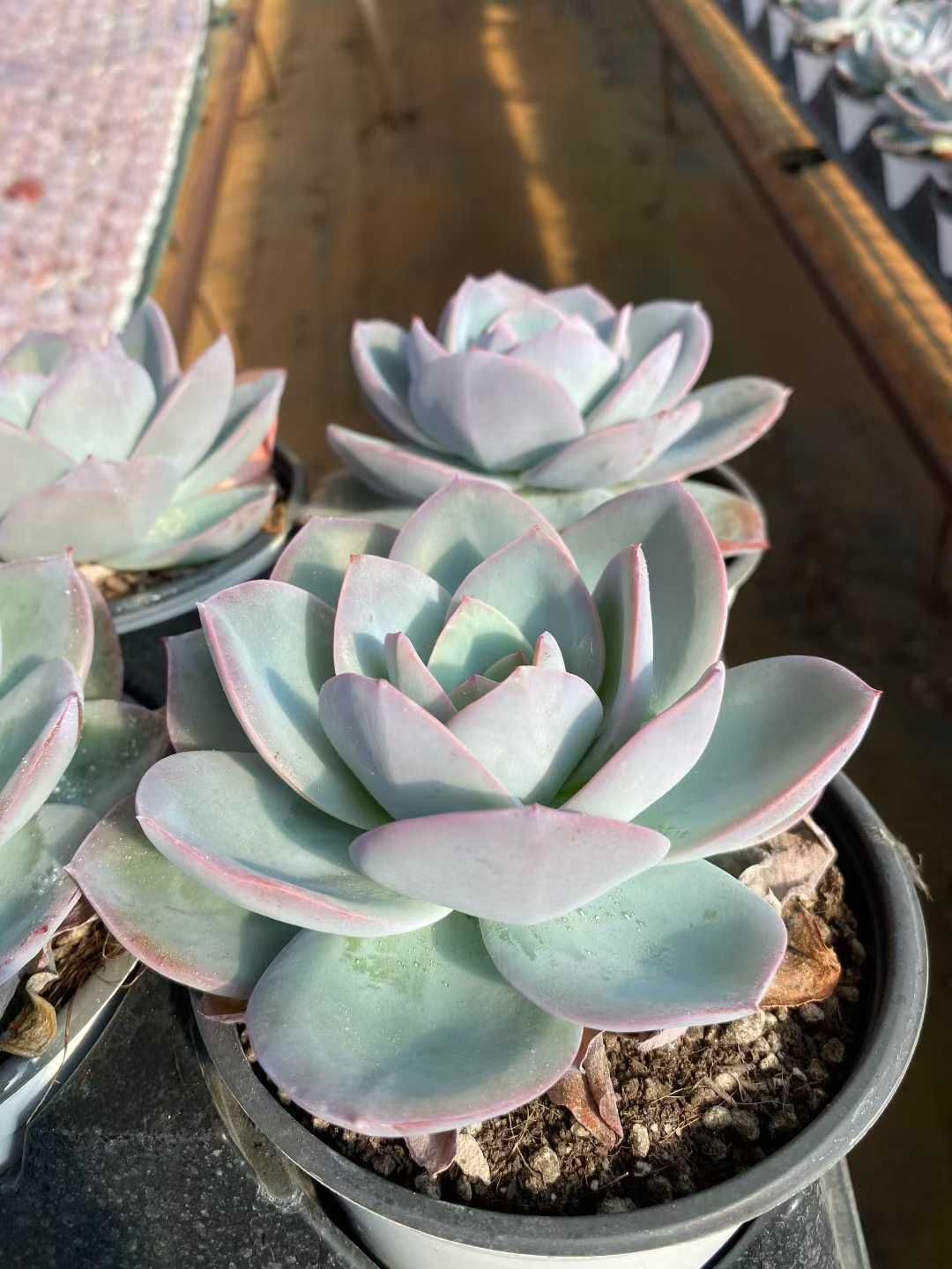 12株の抜き苗セット】ブリンクス・ブルー単頭 多肉植物 佐川急便発送