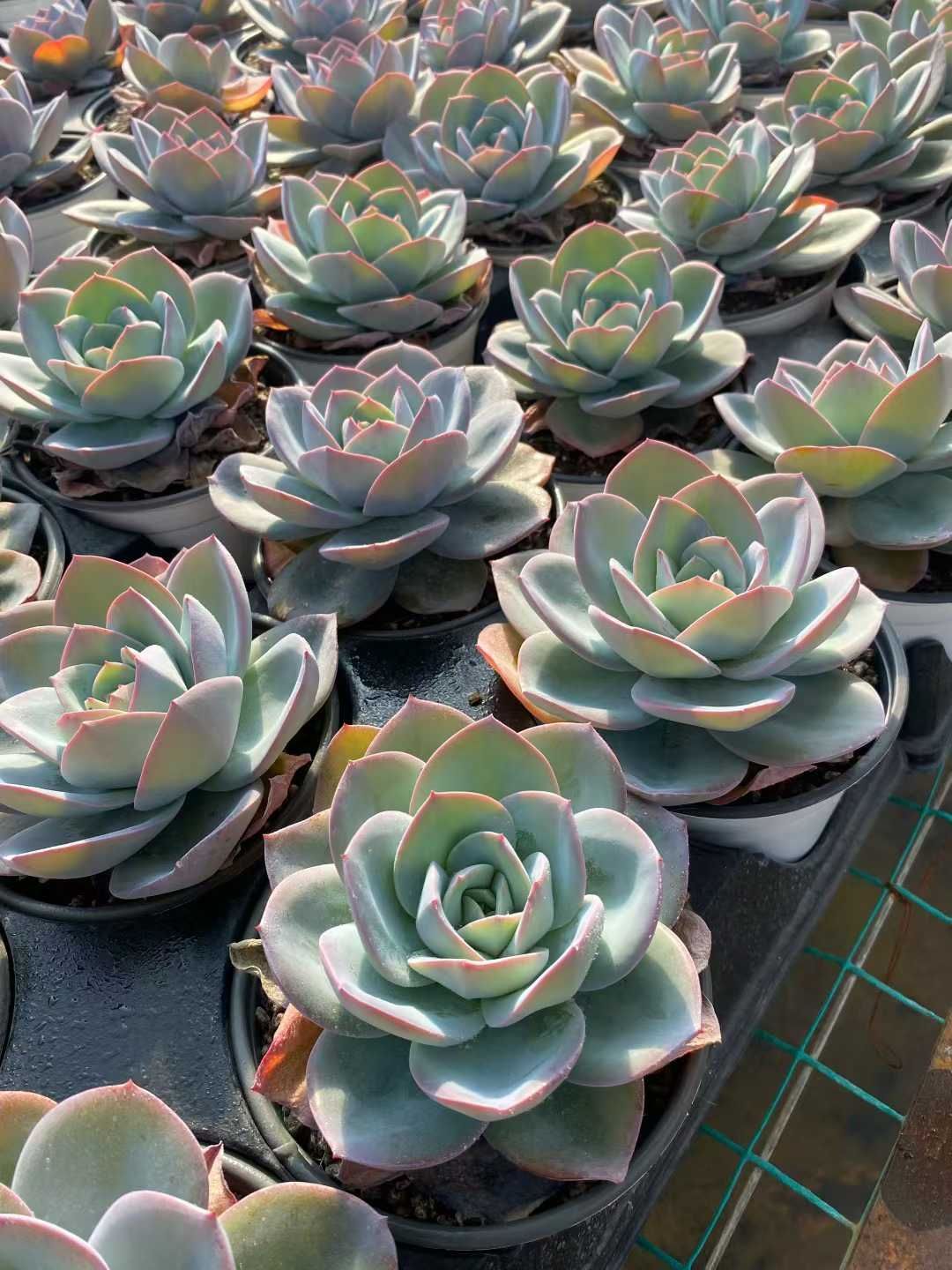 12株の抜き苗セット】ブリンクス・ブルー単頭 多肉植物 佐川急便発送