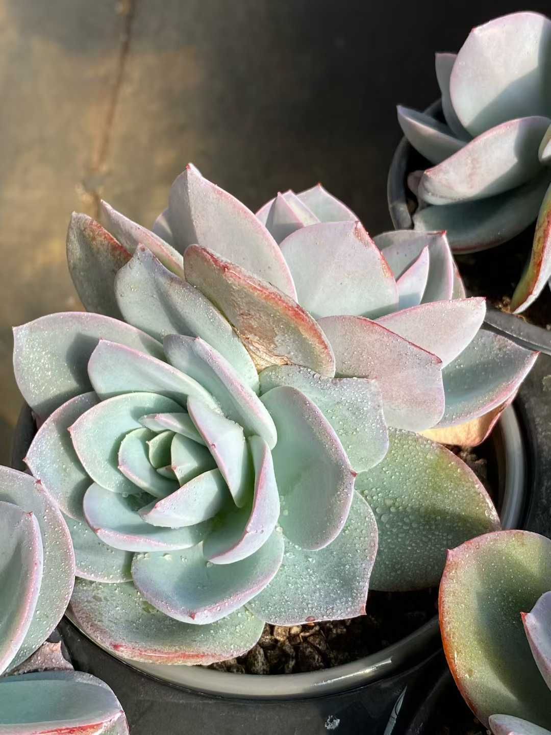 12株の抜き苗セット】ブリンクス・ブルー2頭 多肉植物 佐川急便発送