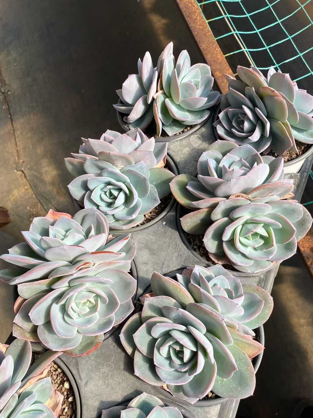 12株の抜き苗セット】ブリンクス・ブルー2頭 多肉植物 佐川急便発送