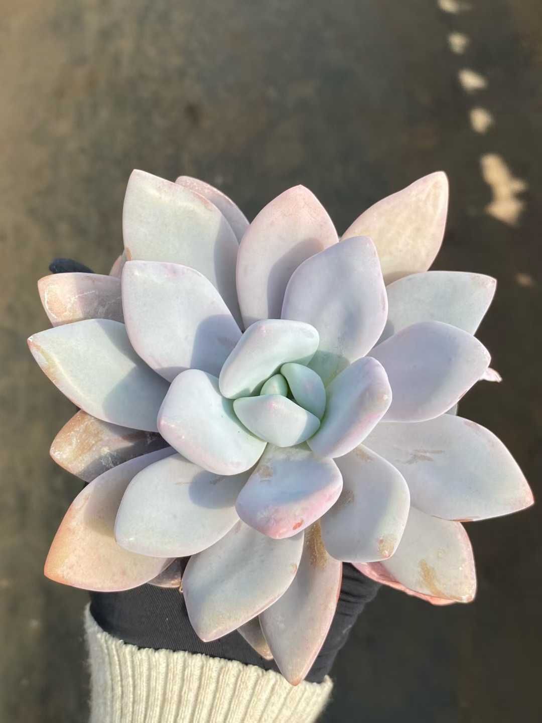 24株の抜き苗セット】ピンクウサギ単頭 多肉植物 佐川急便発送