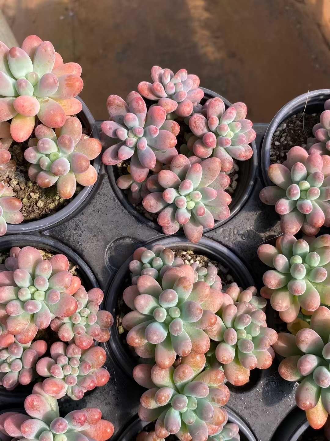 残7苗ෆ˚*感謝セールෆ˚* ゼリーオレンジ 1苗 抜き苗 寄せ植え 多肉植物 残7苗ෆ˚*感謝セールෆ˚* ゼリーオレンジ 1苗 抜き