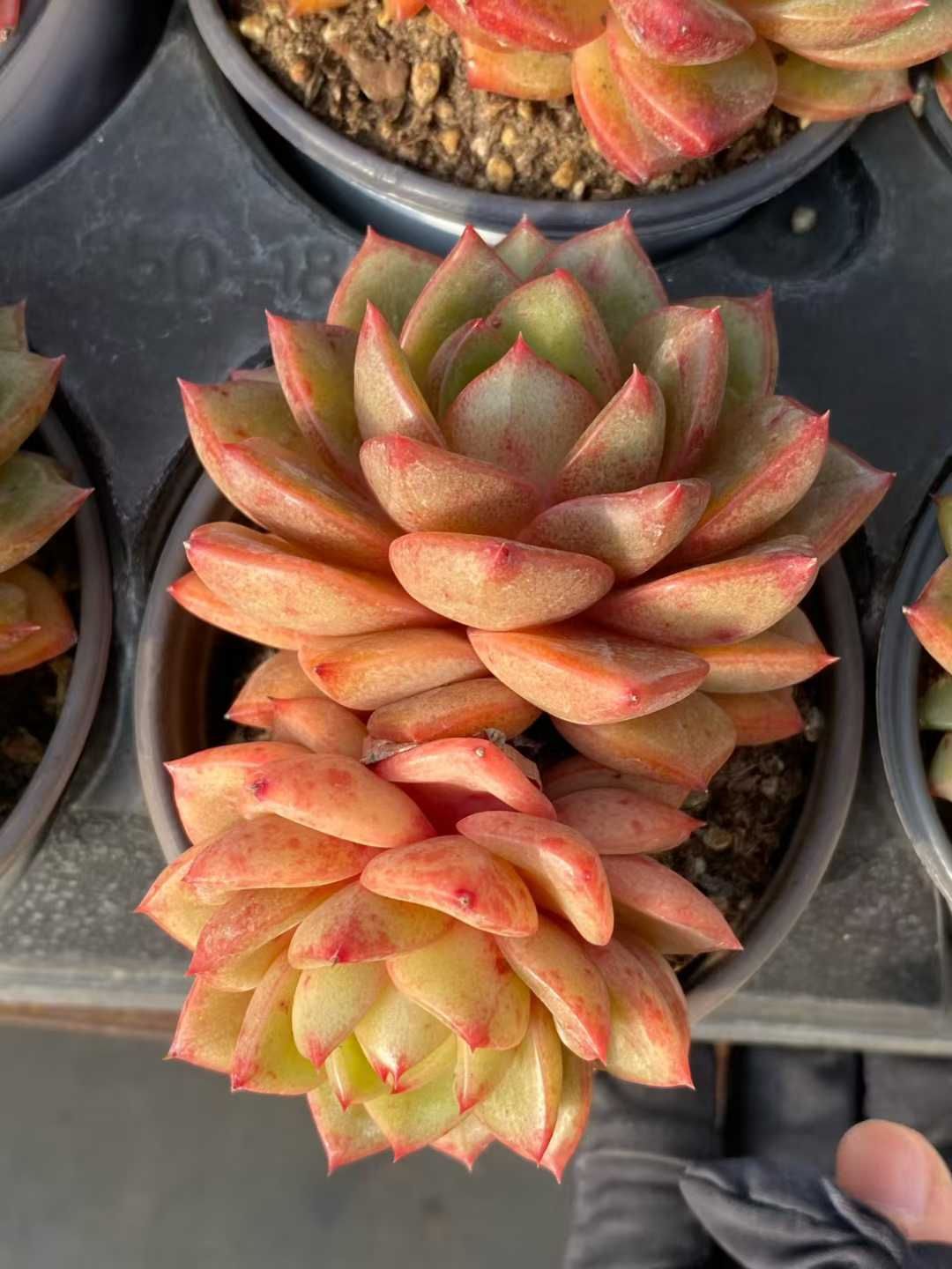 ショップ 【24株の抜き苗セット】イエロースキンチーズ2頭 多肉植物