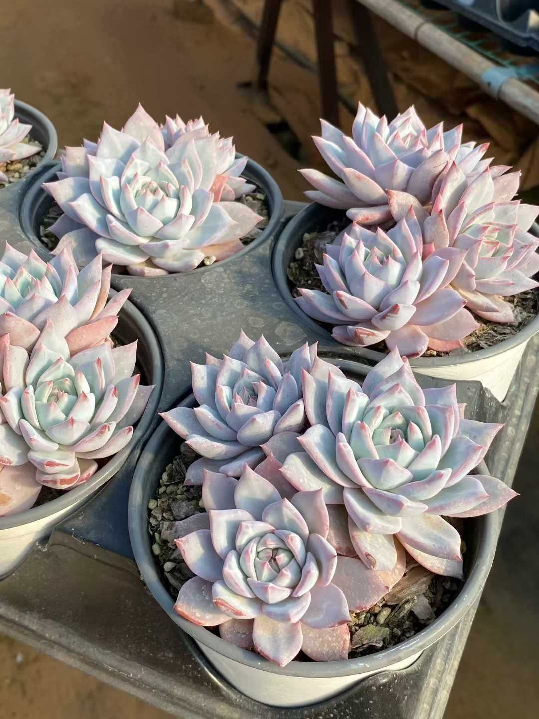 多肉植物　エケベリア　ブルーバード6苗セット 12株の抜き苗セット】ブルーバード群生 多肉植物 佐川急便発送