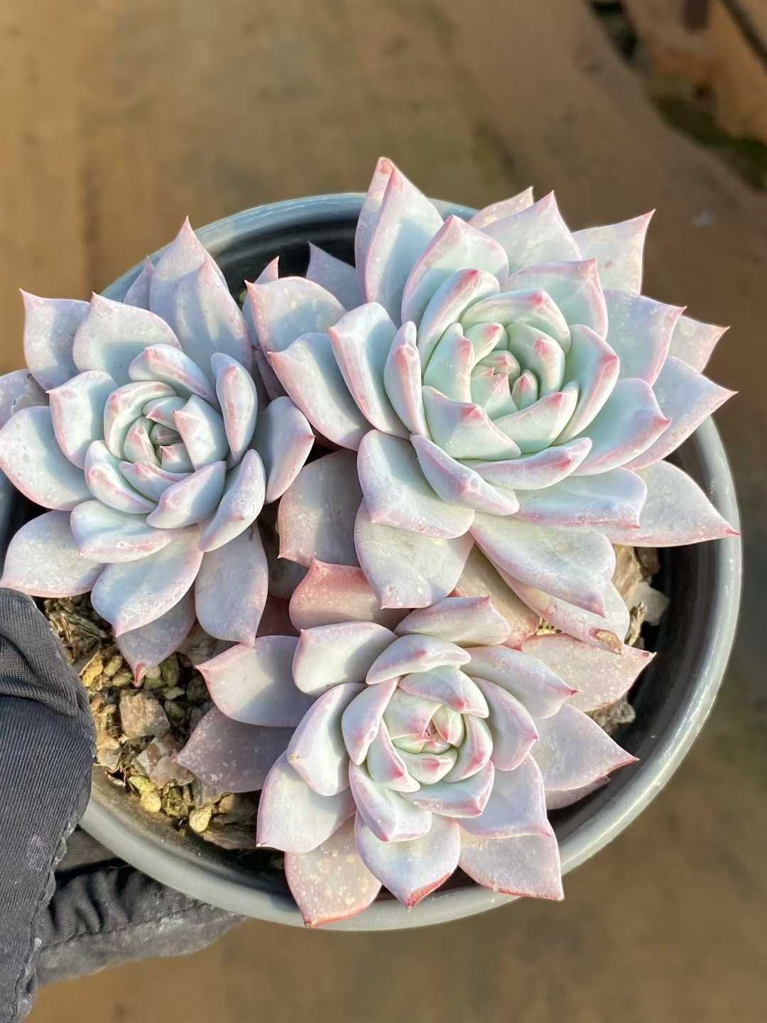 12株の抜き苗セット】ブルーバード群生 多肉植物 佐川急便発送