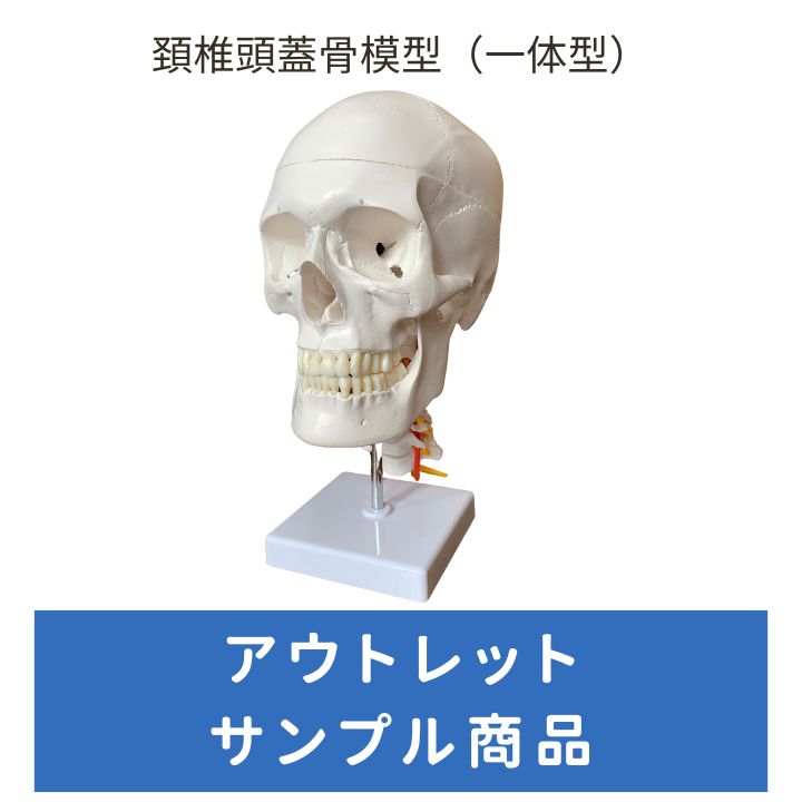 人体模型 【アウトレット】頚椎付き頭蓋骨模型 - メルカリ
