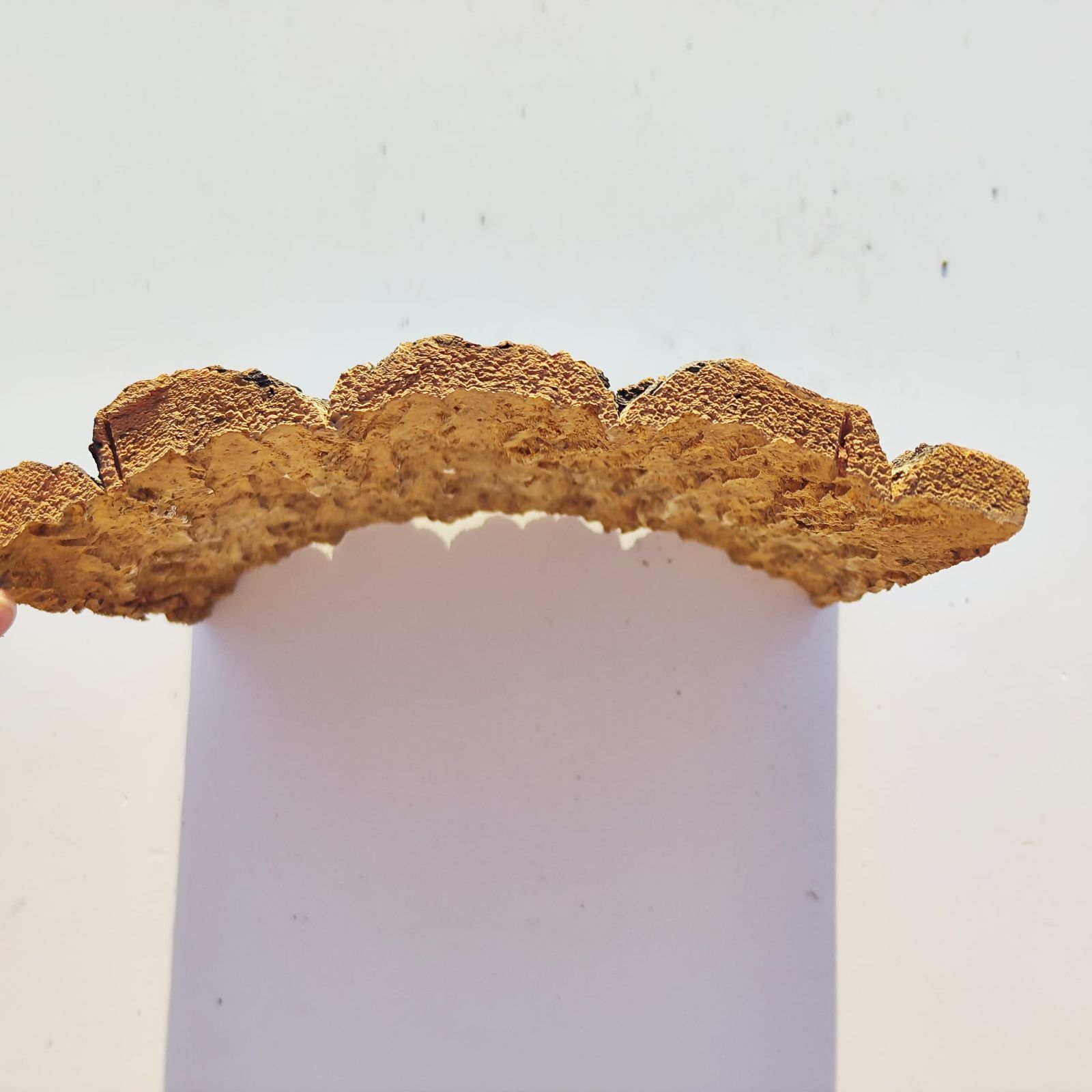 c980 25×30cm コルク樹皮 コルク板 バージンコルク 穴あけ可 送料無料