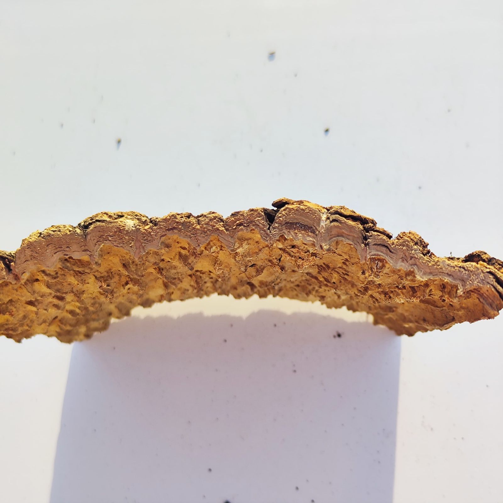 c993 25×30cm コルク樹皮 コルク板 バージンコルク 穴あけ可 送料無料