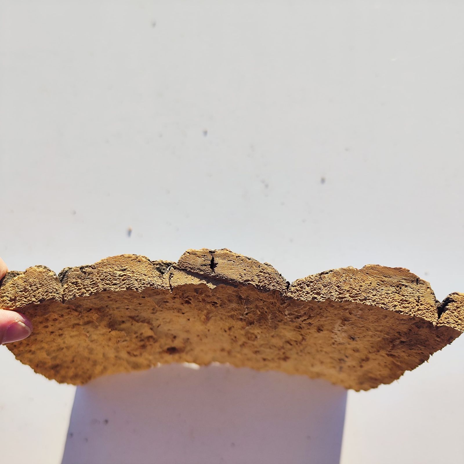 c1157 20×30cm コルク樹皮 コルク板 バージンコルク 穴あけ可 送料無料