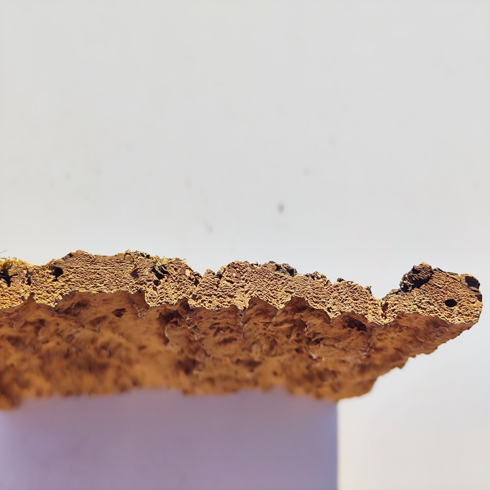 c1154 20×30cm コルク樹皮 コルク板 バージンコルク 穴あけ可