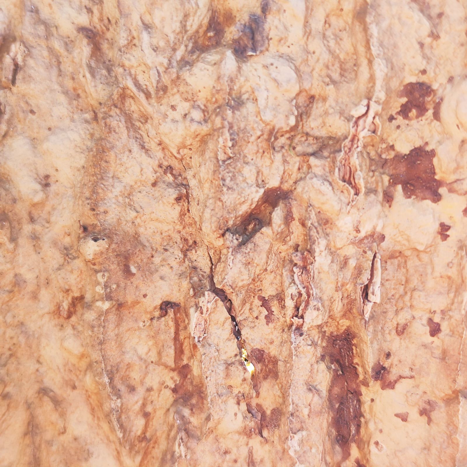 c1154 20×30cm コルク樹皮 コルク板 バージンコルク 穴あけ可