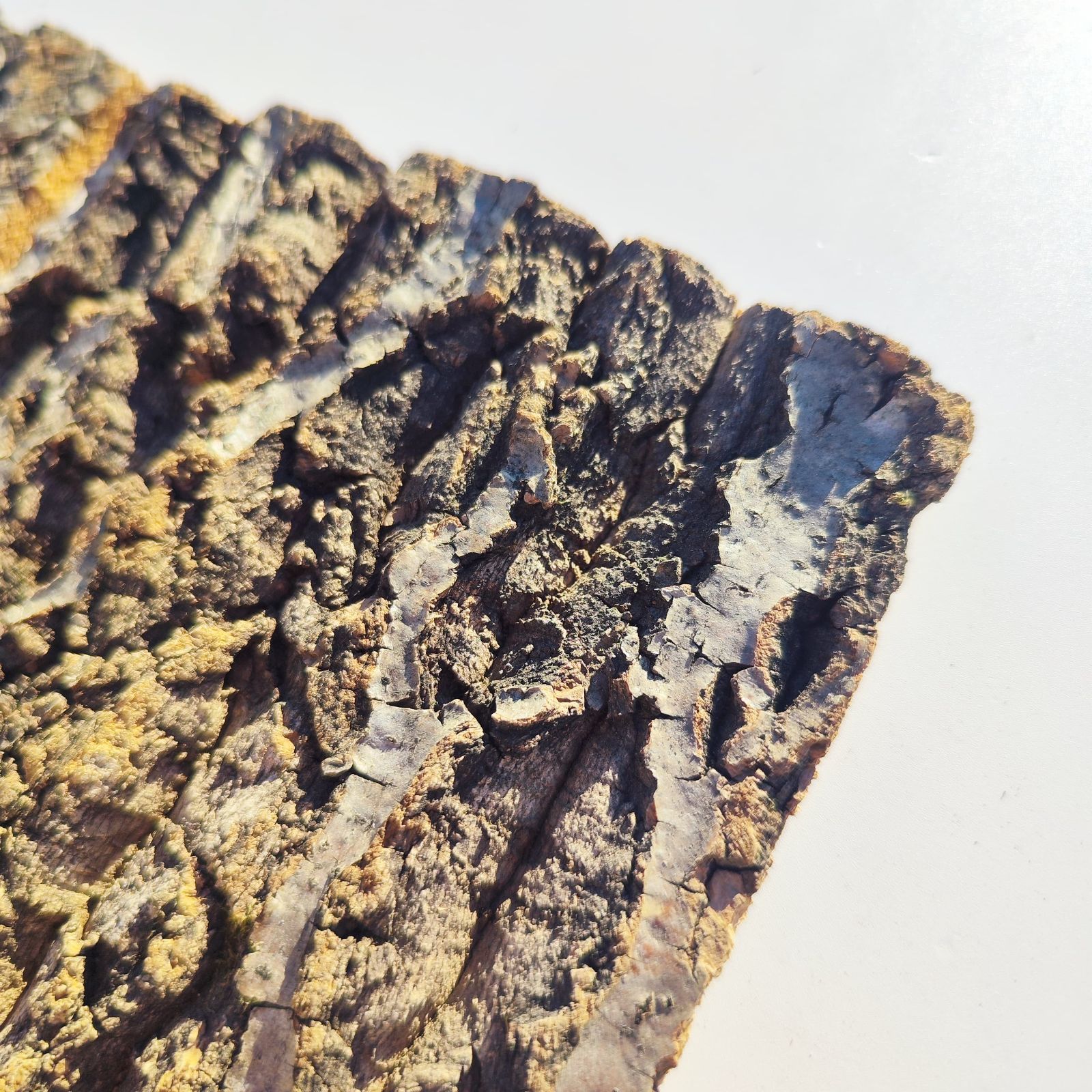 c3304 2枚セット 15×20cm コルク樹皮 コルク板 バージンコルク 送料