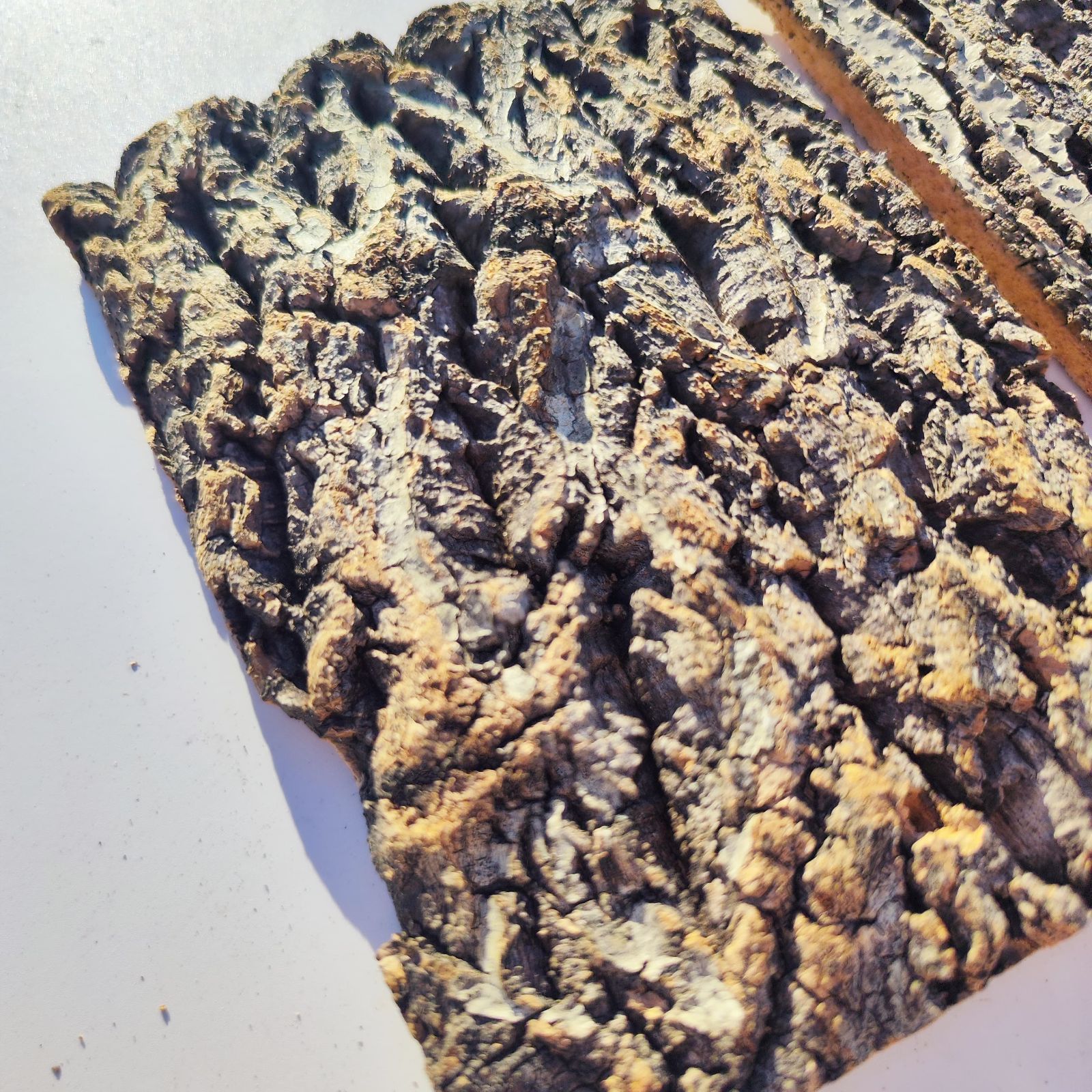 c3303 2枚セット 15×20cm コルク樹皮 コルク板 バージンコルク 送料