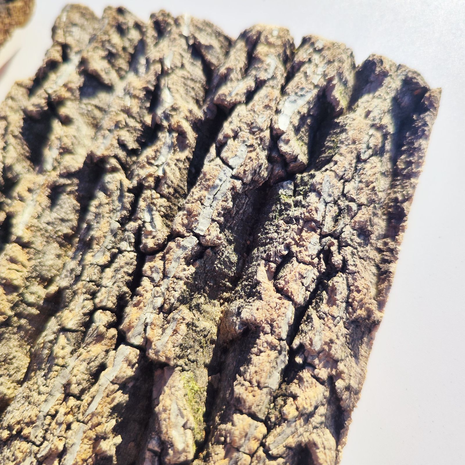 コルク樹皮　ビカク板付　６枚セット コルク樹皮 ビカク板付 6枚セット 板付け用コルク / ビカクシダ