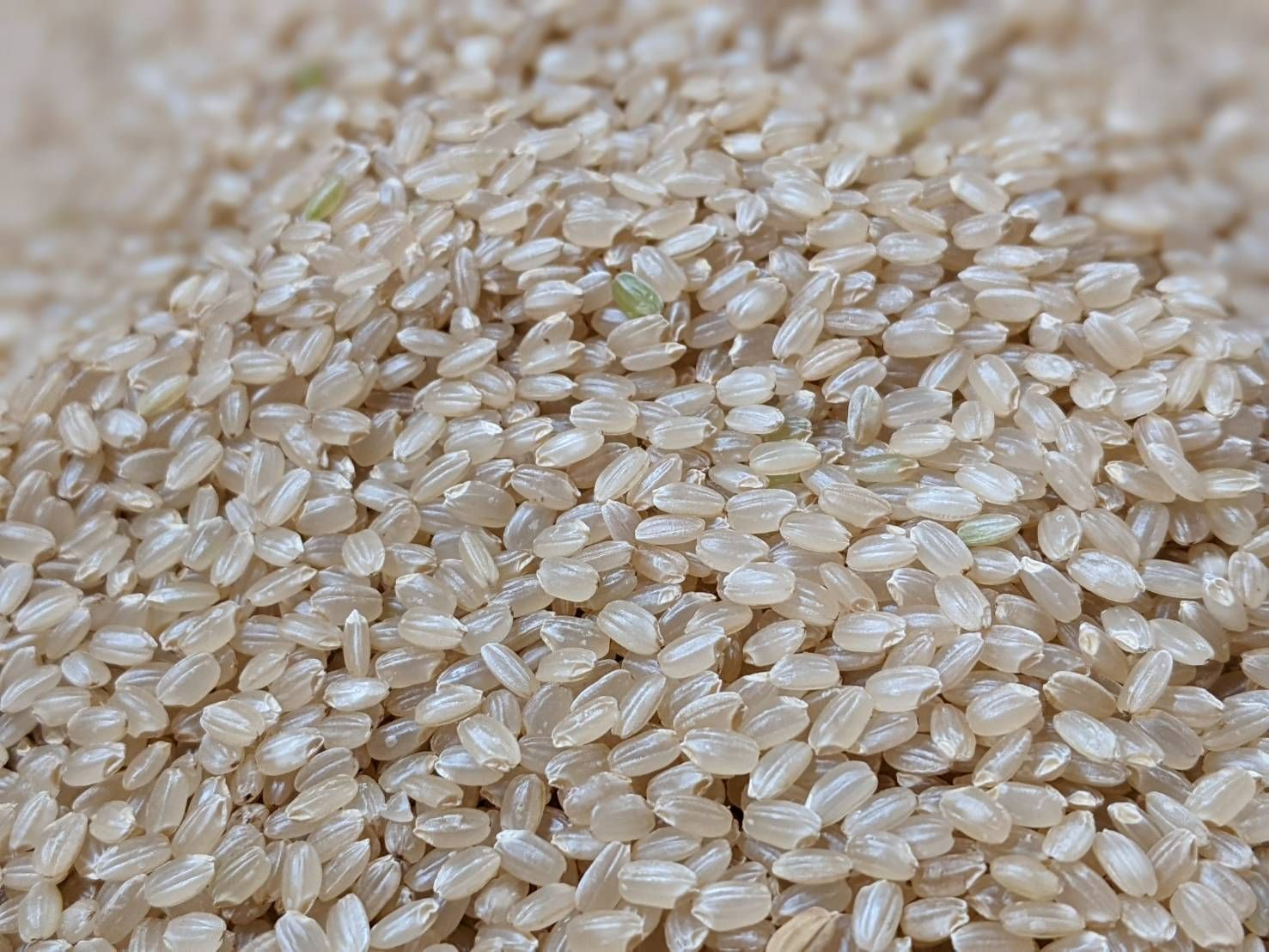 ★自然栽培米　玄米5kg　令和7年度　熊本県産　森のくまさん★ ☆自然栽培米 玄米5kg 令和7年度熊本県産 森のくまさん 農薬不使用☆ 小売