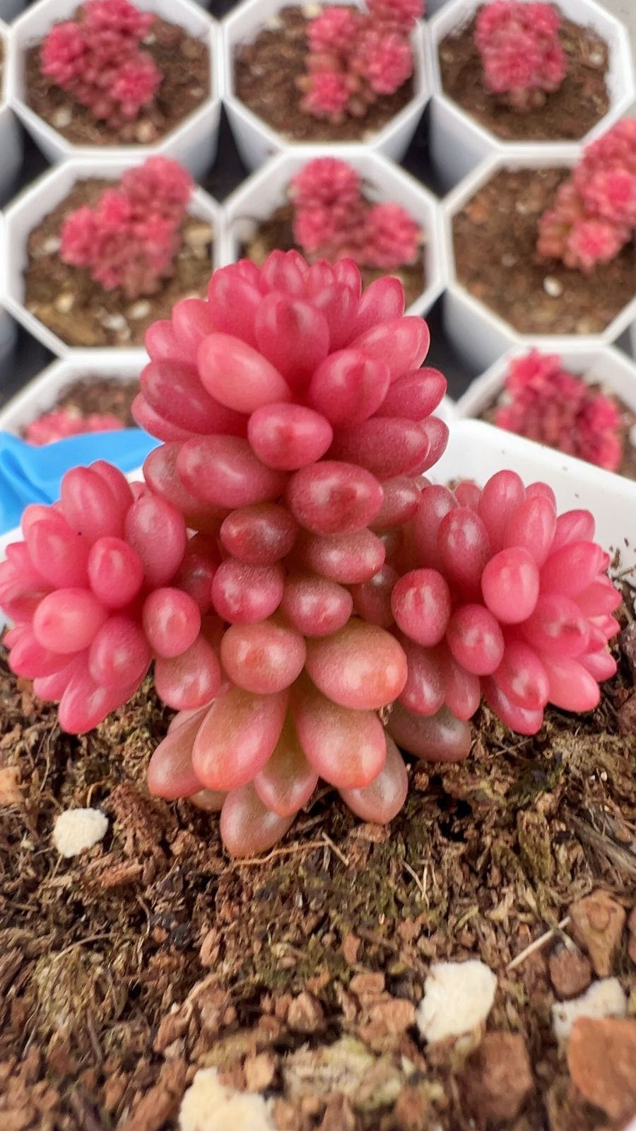 24株の抜き苗セット】レッドベリー錦 多肉植物 佐川急便発送