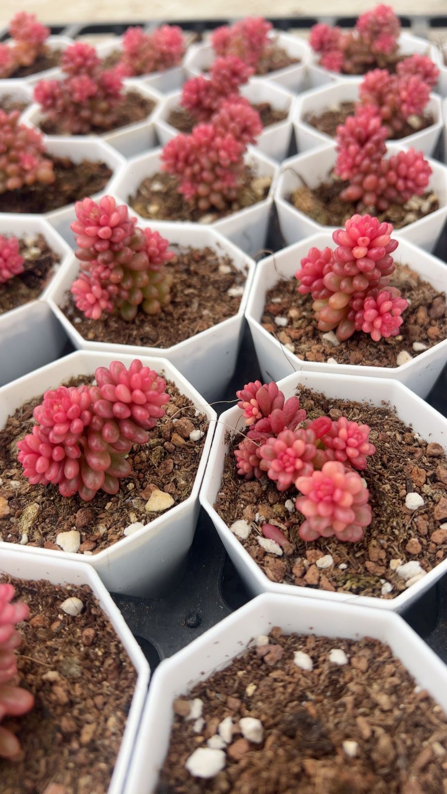 24株の抜き苗セット】レッドベリー錦 多肉植物 佐川急便発送