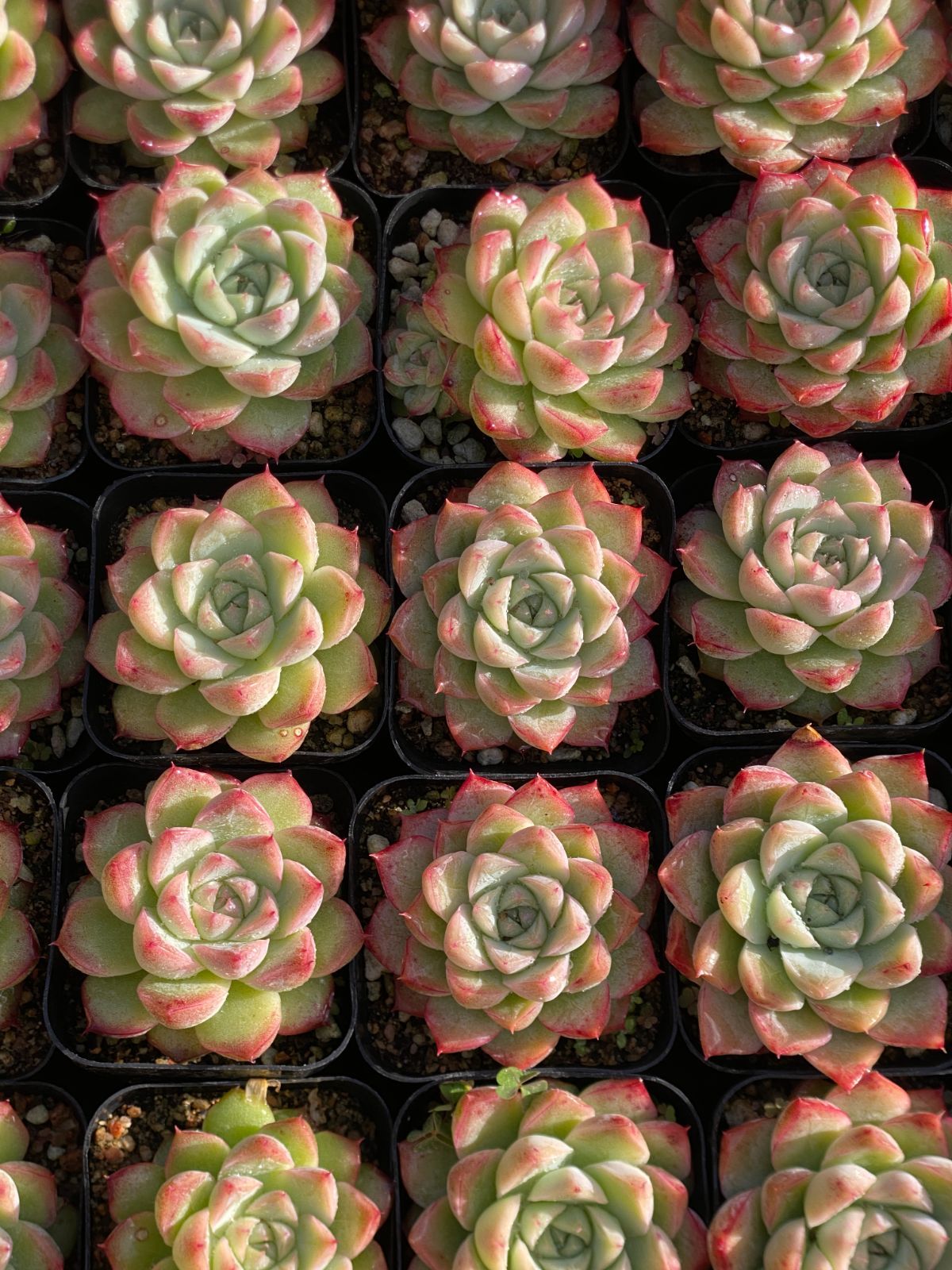 50株の抜き苗セット】ホワイトクィーン 多肉植物 佐川急便発送