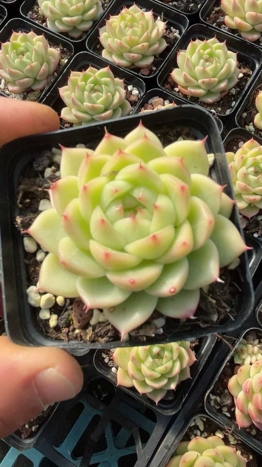 50株の抜き苗セット】フワフワ・浅グリーン 多肉植物 佐川急便発送