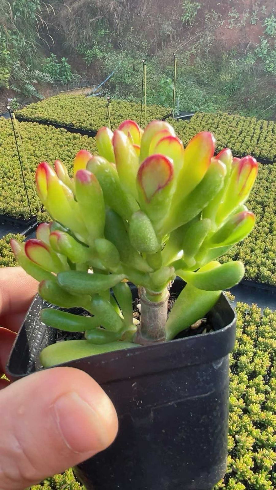 50株の抜き苗セット】クラッスラ ゴーラム 多肉植物 佐川急便発送