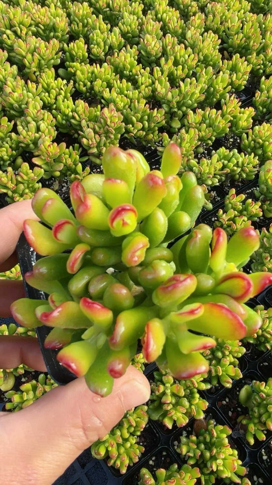 50株の抜き苗セット】クラッスラ ゴーラム 多肉植物 佐川急便発送