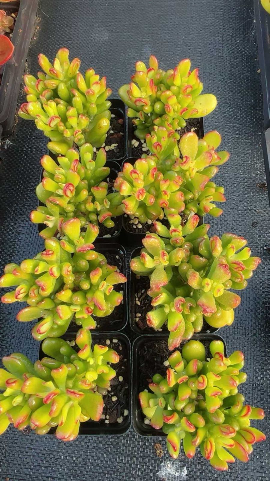 50株の抜き苗セット】クラッスラ ゴーラム 多肉植物 佐川急便発送