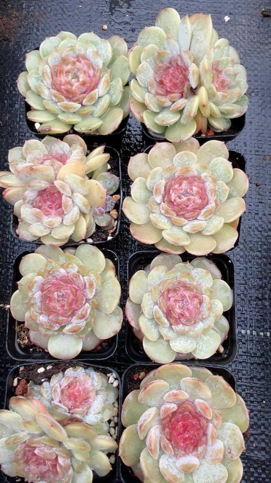 50株の抜き苗セット】ドリームジェニー 多肉植物 佐川急便発送