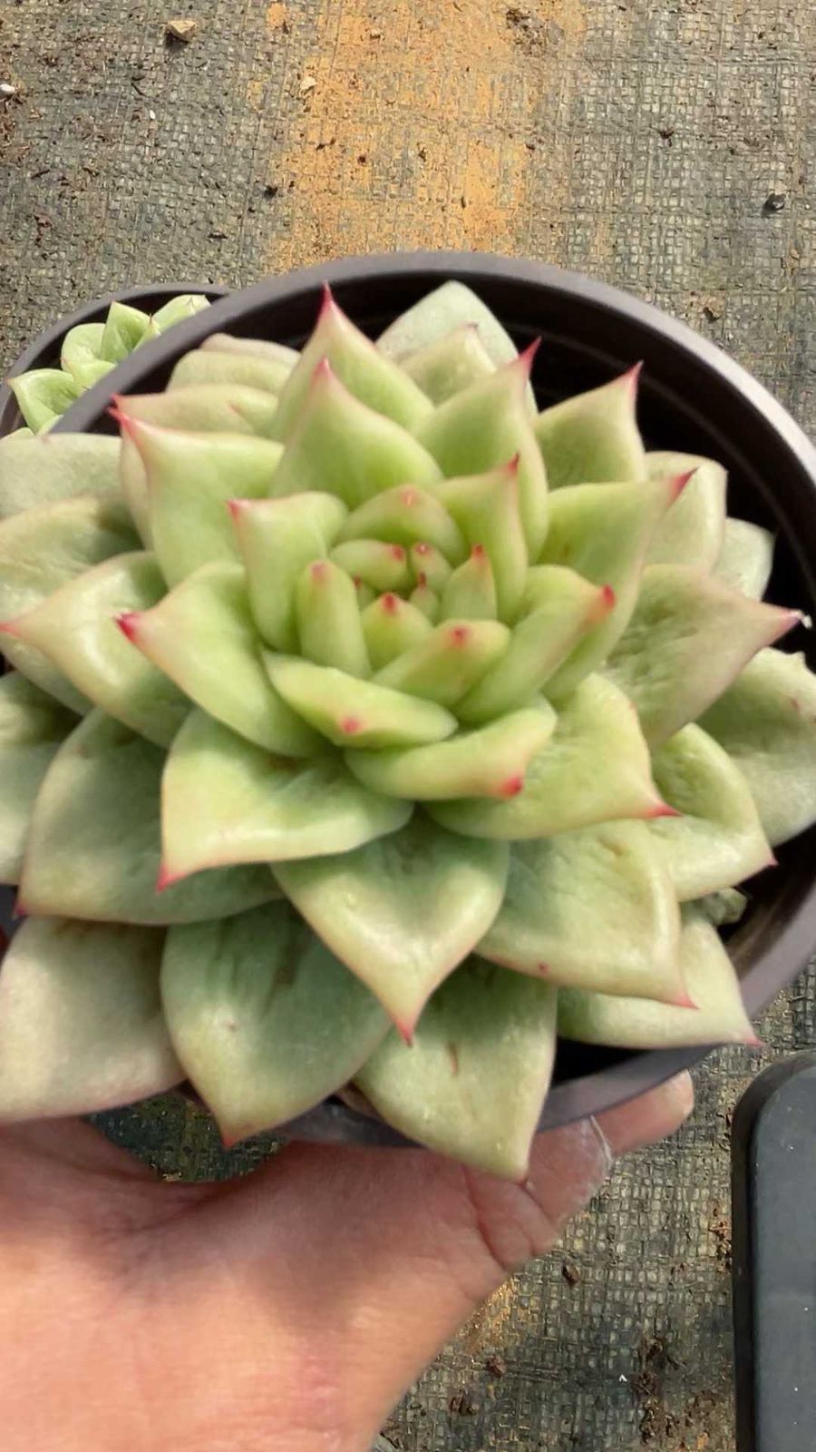 24株の抜き苗セット】マリア 多肉植物 佐川急便発送 エケベリア