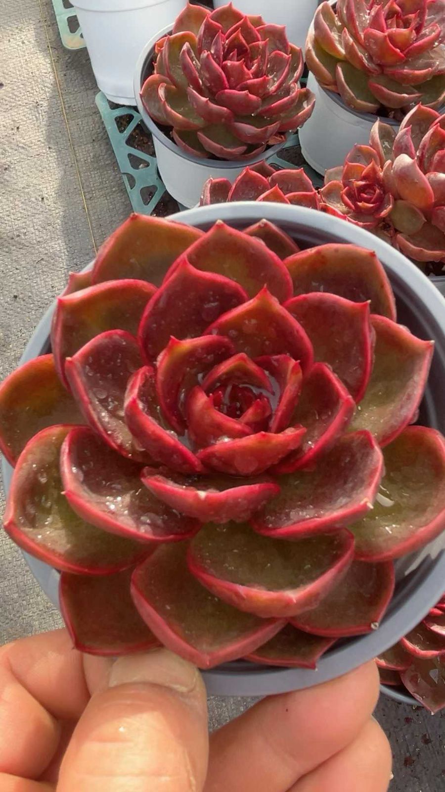 18株の抜き苗セット】レッドライト 多肉植物 佐川急便発送 エケベリア