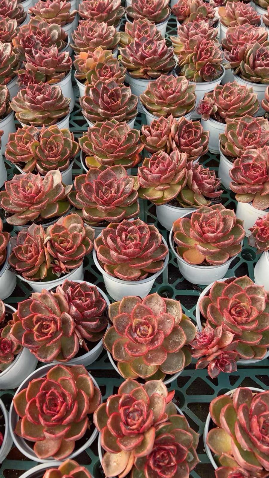 多肉植物　韓国苗　レッドライト　紅灯　大きめ　発根済み 抜き苗 レッドライト Echeveria 'Red Light' | PUKUBOOK SUCCULENTS