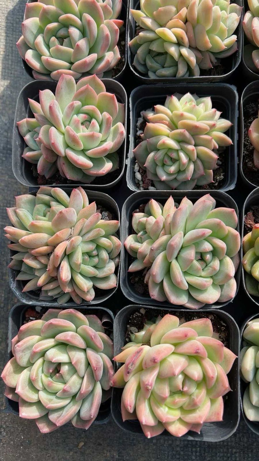 50株の抜き苗セット】冬雲ハイブリッド 多肉植物 佐川急便発送