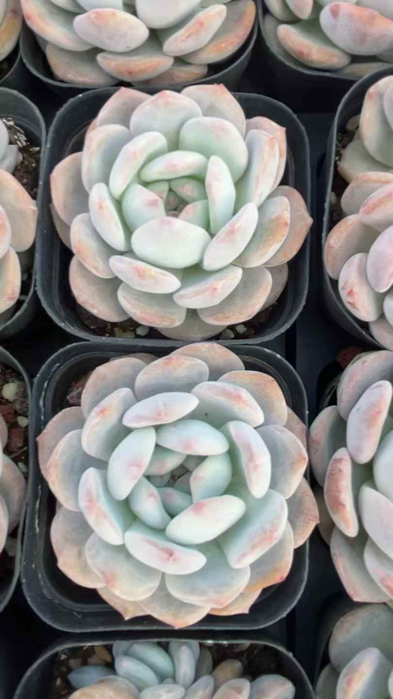 50株の抜き苗セット】スターシェッド 多肉植物 佐川急便発送