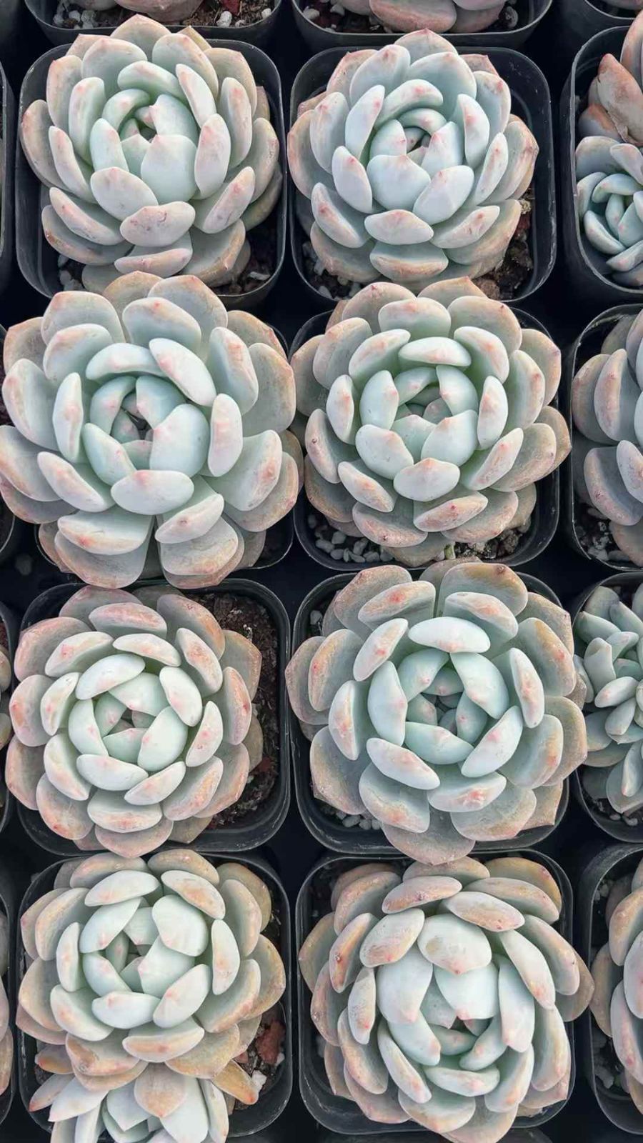 50株の抜き苗セット】スターシェッド 多肉植物 佐川急便発送