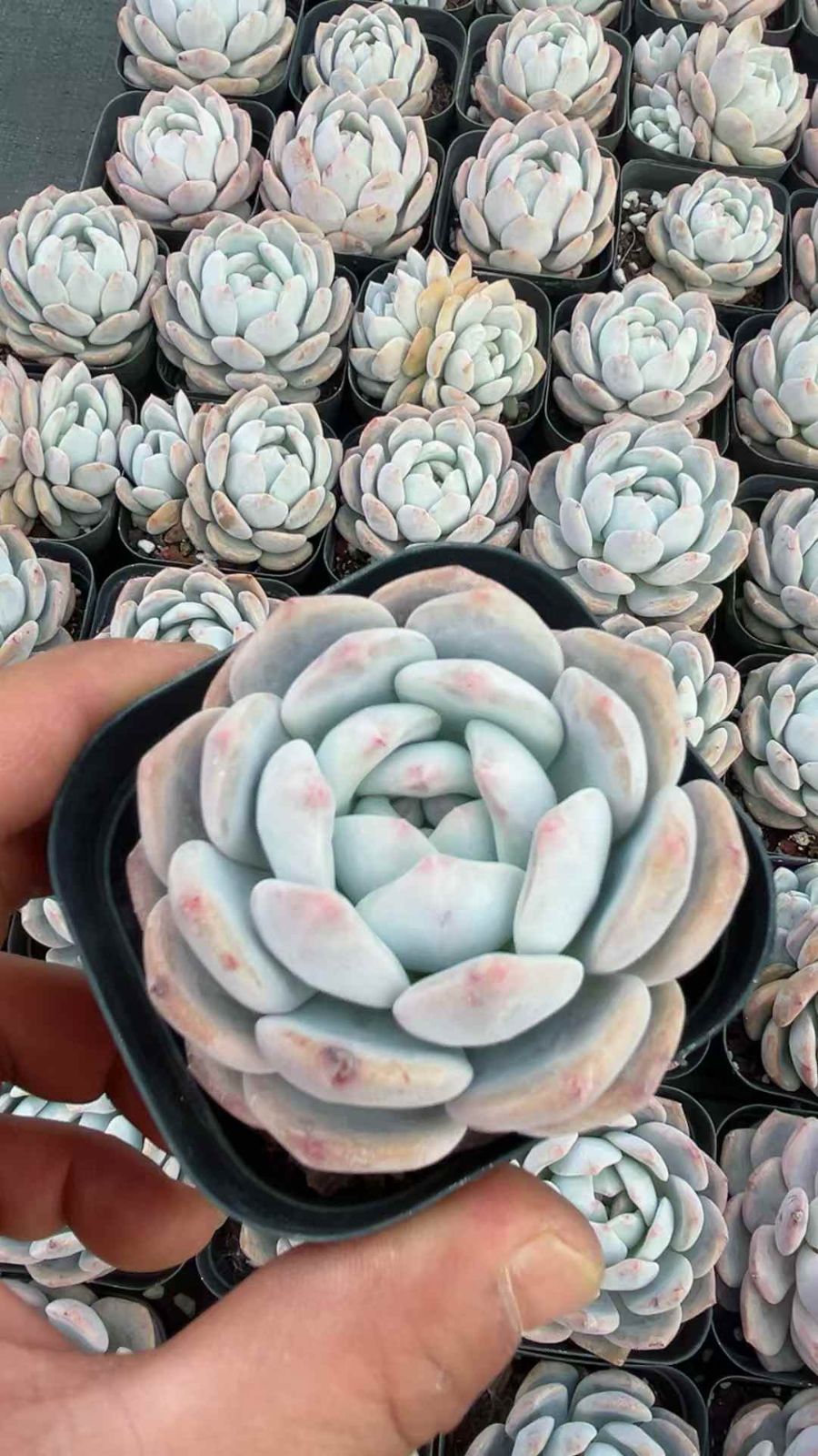 50株の抜き苗セット】スターシェッド 多肉植物 佐川急便発送