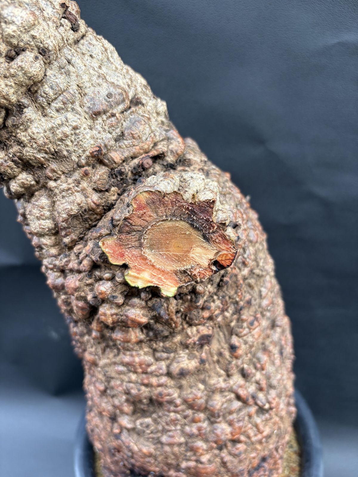 オペルクリカリア パキプス 注文 大株 発根株 訳あり オペルクリアリア