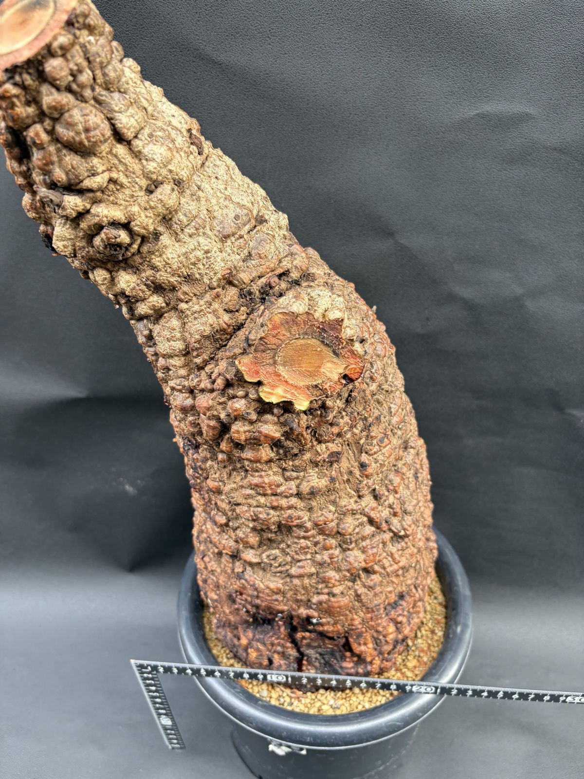 オペルクリカリア パキプス 注文 大株 発根株 訳あり オペルクリアリア